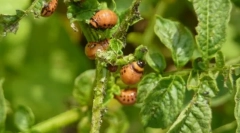 Sredstva i metode za borbu protiv colorado beetles